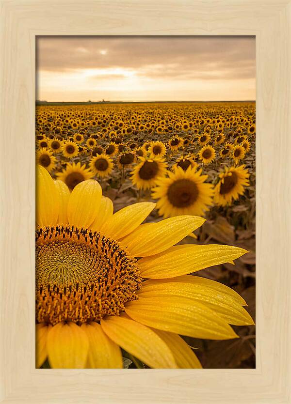 Sunflower Fields At Dusk