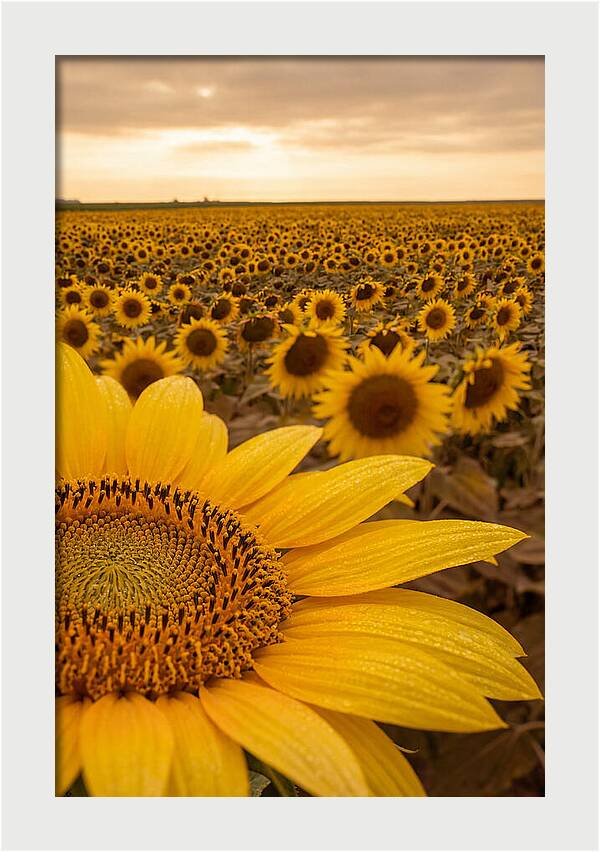 Sunflower Fields At Dusk