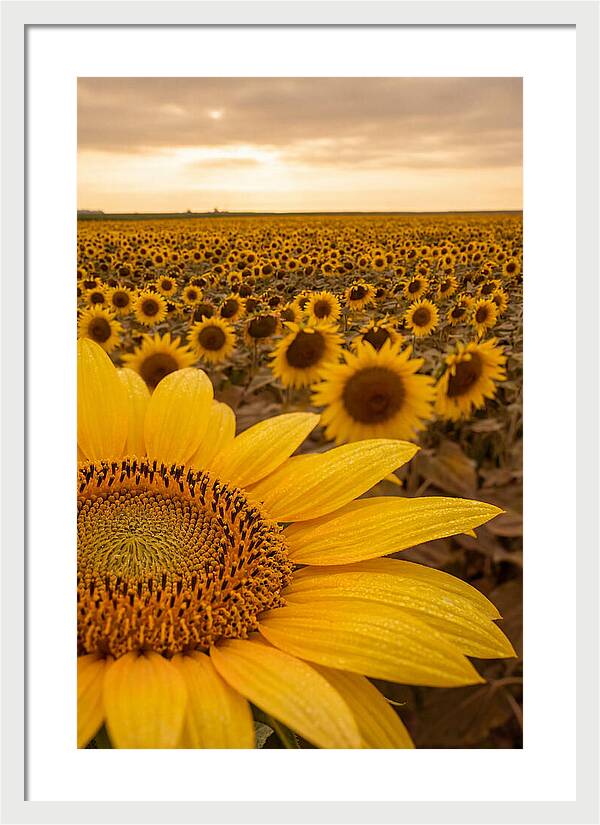 Sunflower Fields At Dusk
