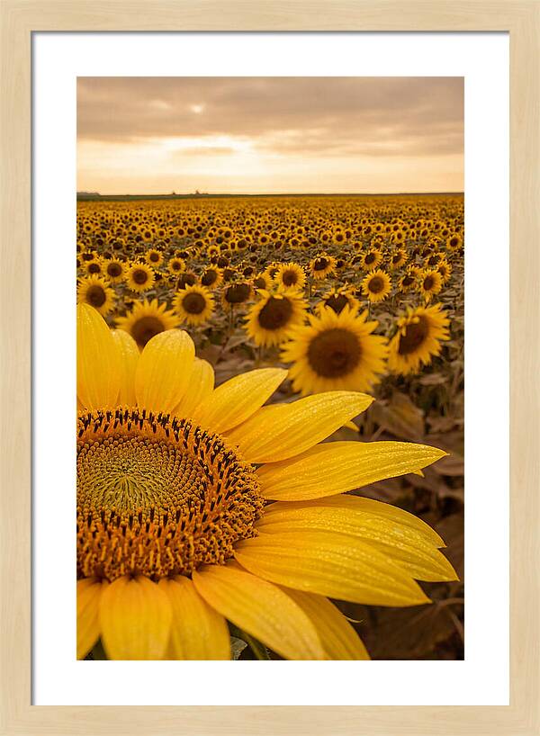Sunflower Fields At Dusk