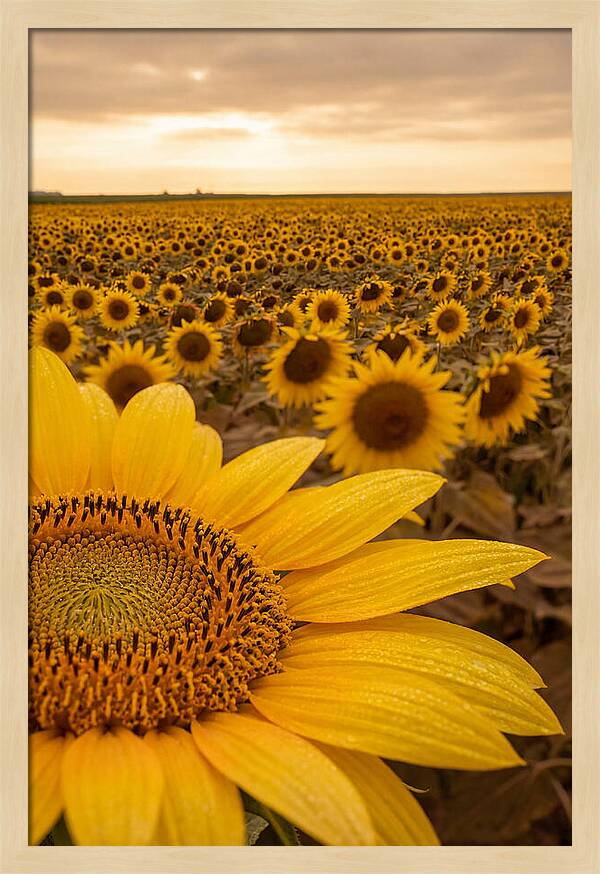 Sunflower Fields At Dusk