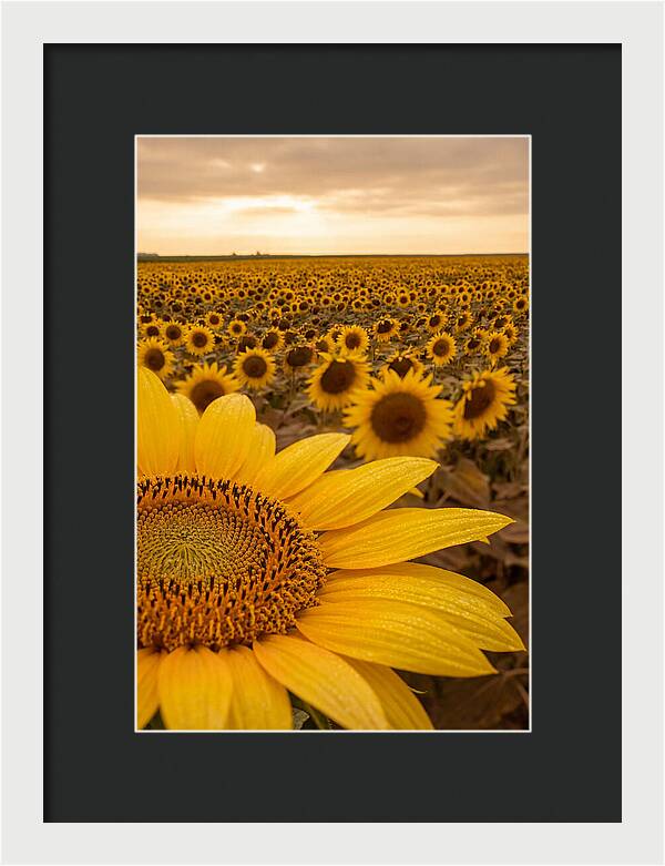 Sunflower Fields At Dusk