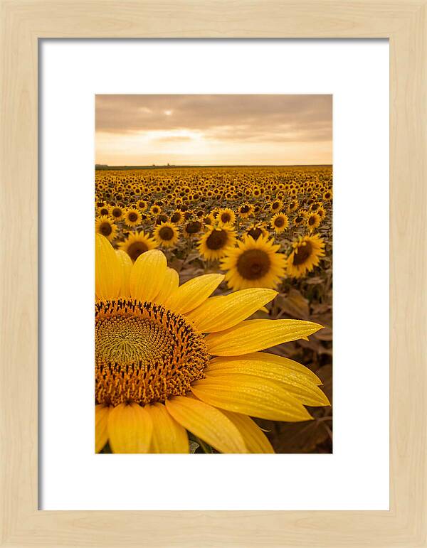 Sunflower Fields At Dusk