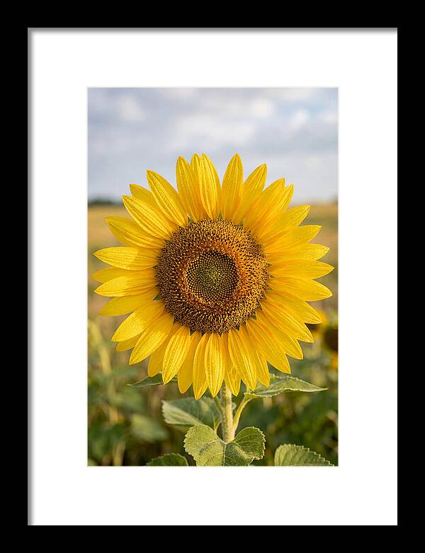 Sunflower Fields In Kansas