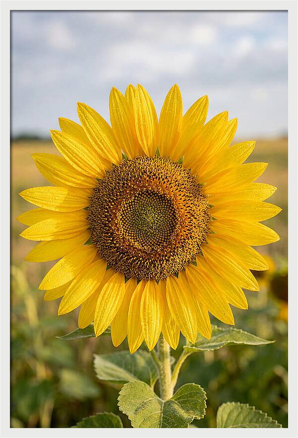 Sunflower Fields In Kansas