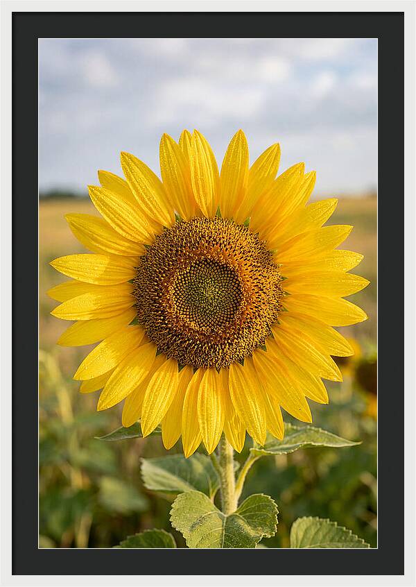 Sunflower Fields In Kansas