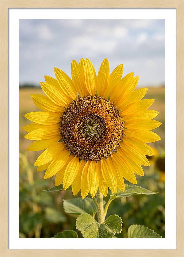 Sunflower Fields In Kansas