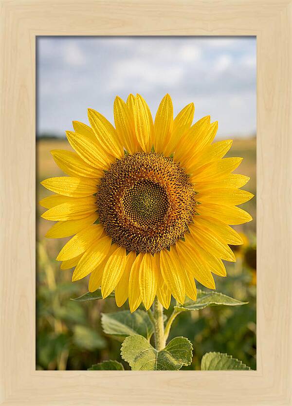 Sunflower Fields In Kansas