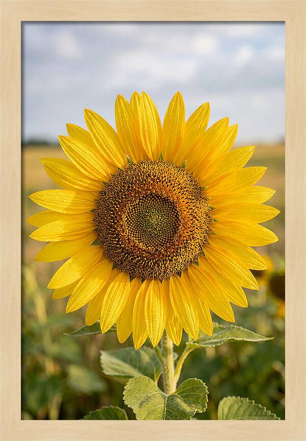 Sunflower Fields In Kansas