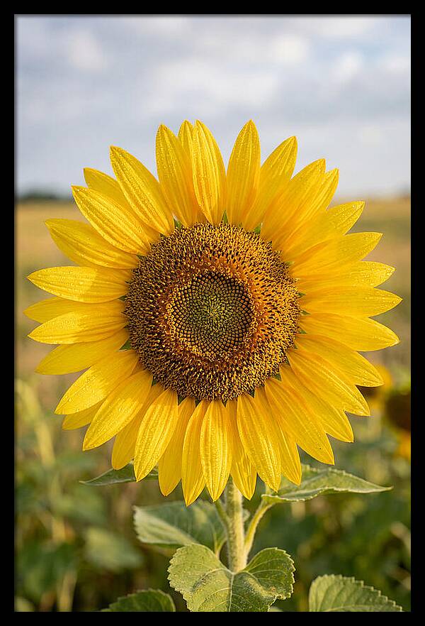 Sunflower Fields In Kansas