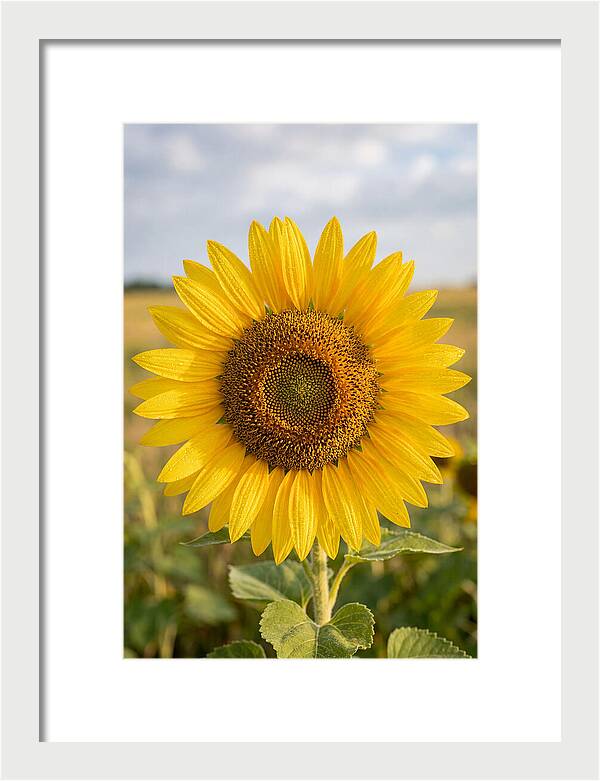 Sunflower Fields In Kansas