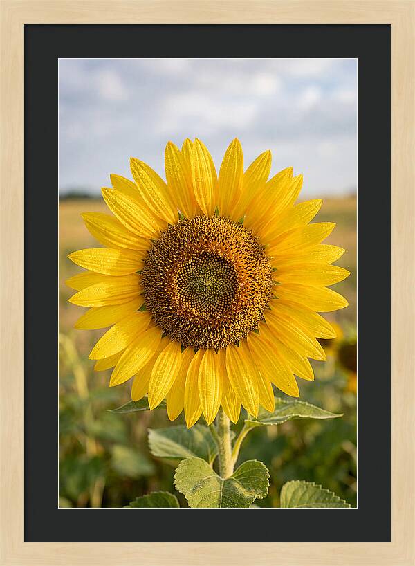 Sunflower Fields In Kansas