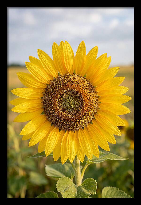 Sunflower Fields In Kansas