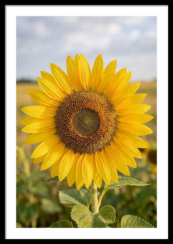 Sunflower Fields In Kansas