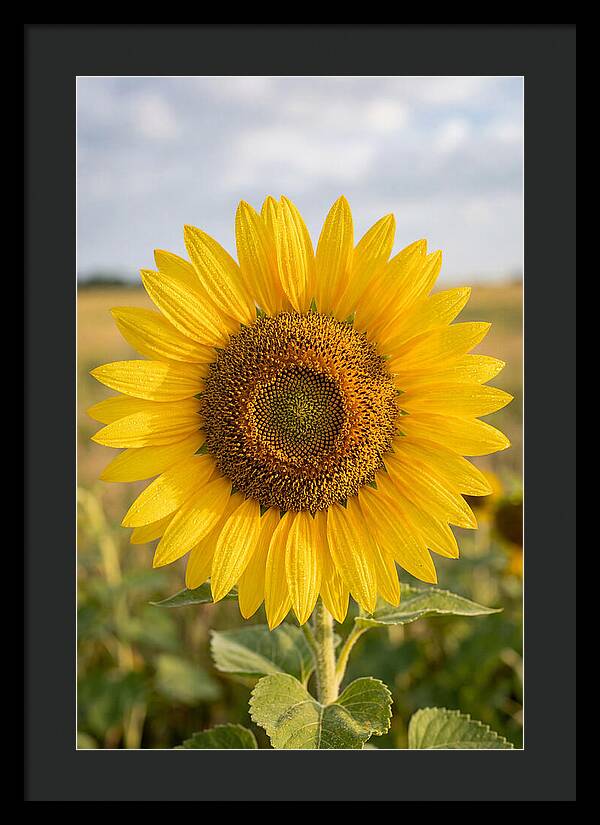 Sunflower Fields In Kansas