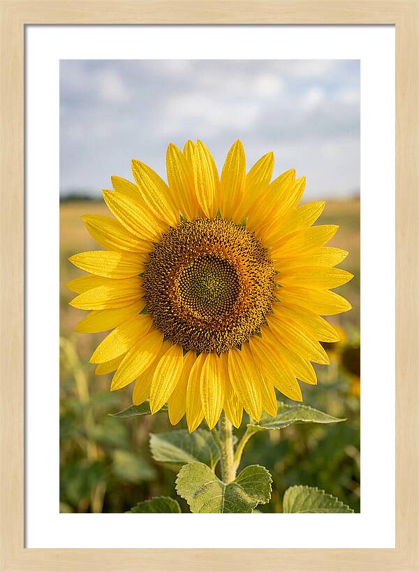 Sunflower Fields In Kansas