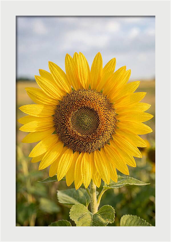 Sunflower Fields In Kansas