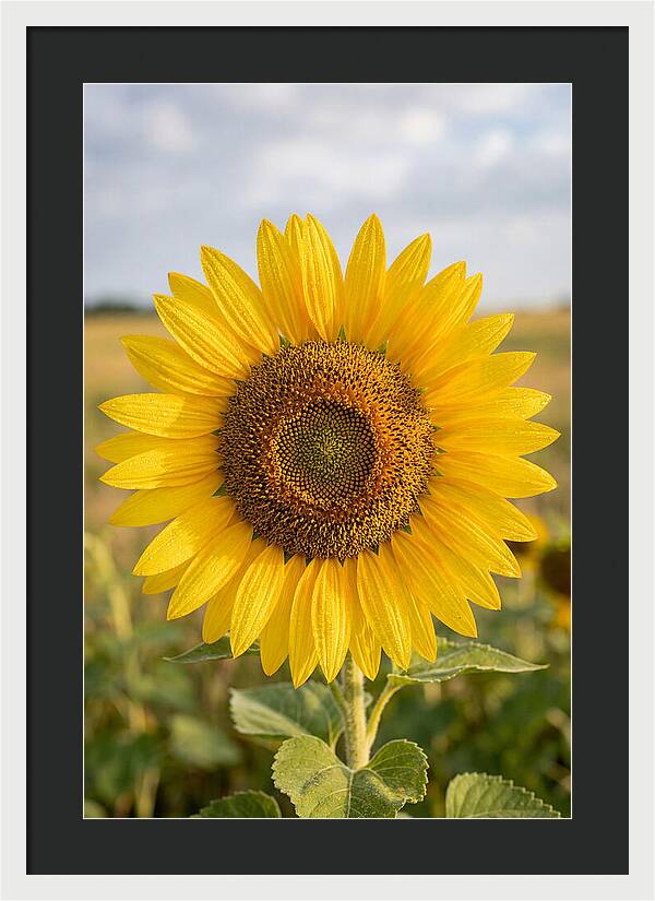 Sunflower Fields In Kansas