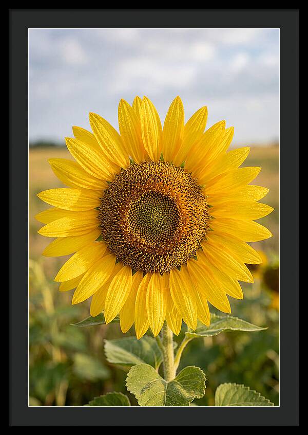Sunflower Fields In Kansas