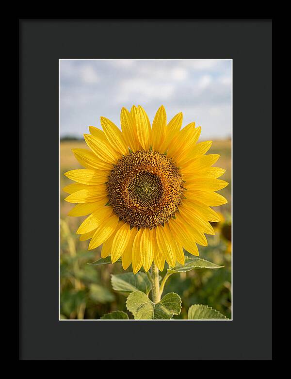 Sunflower Fields In Kansas