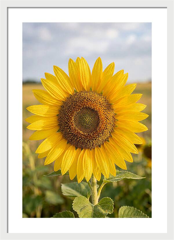 Sunflower Fields In Kansas