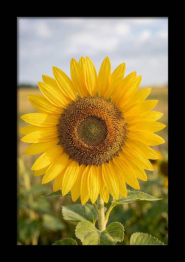 Sunflower Fields In Kansas