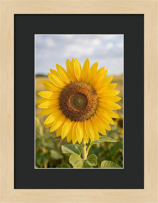 Sunflower Fields In Kansas