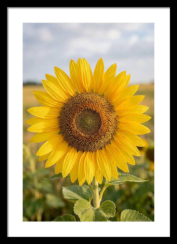 Sunflower Fields In Kansas
