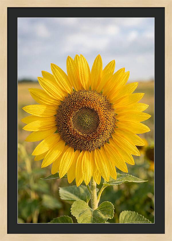 Sunflower Fields In Kansas
