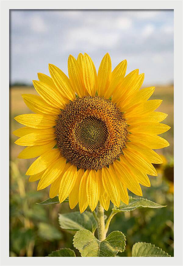 Sunflower Fields In Kansas