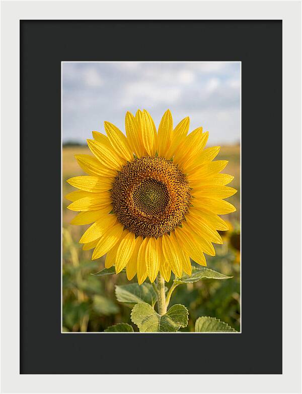 Sunflower Fields In Kansas