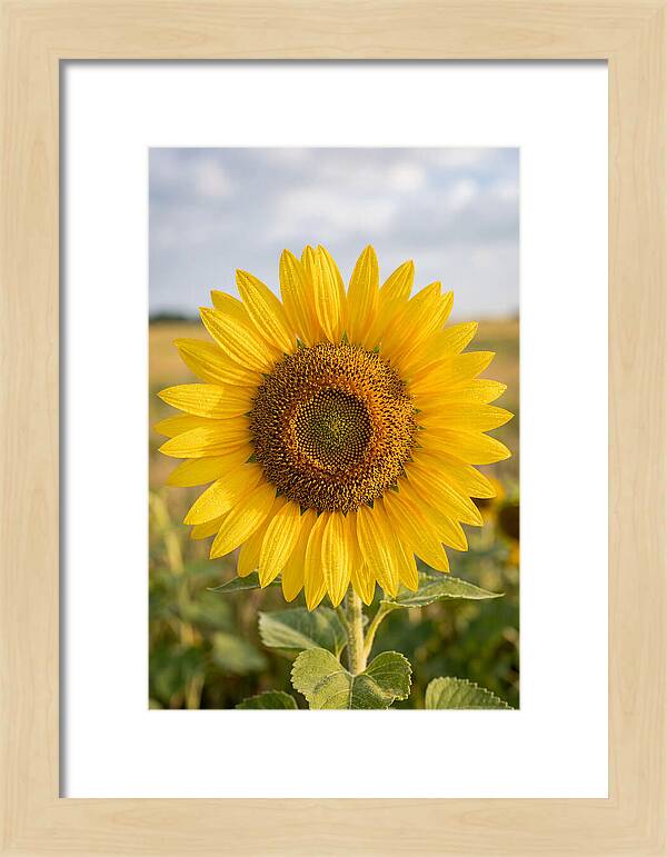 Sunflower Fields In Kansas