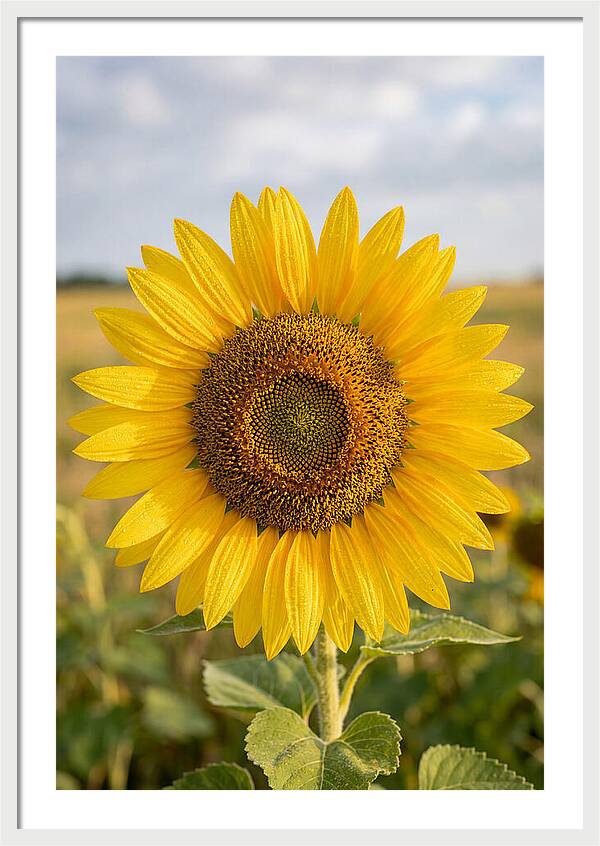 Sunflower Fields In Kansas