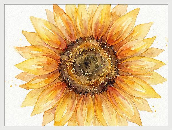Sunflower In Bloom