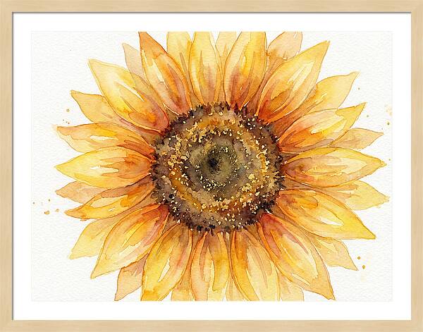Sunflower In Bloom