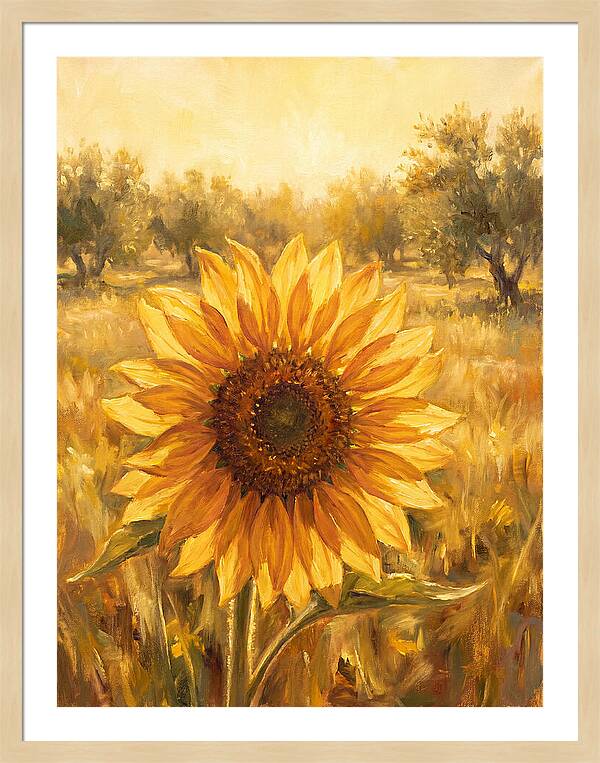 Sunflower In The Mediterranean Sunlight