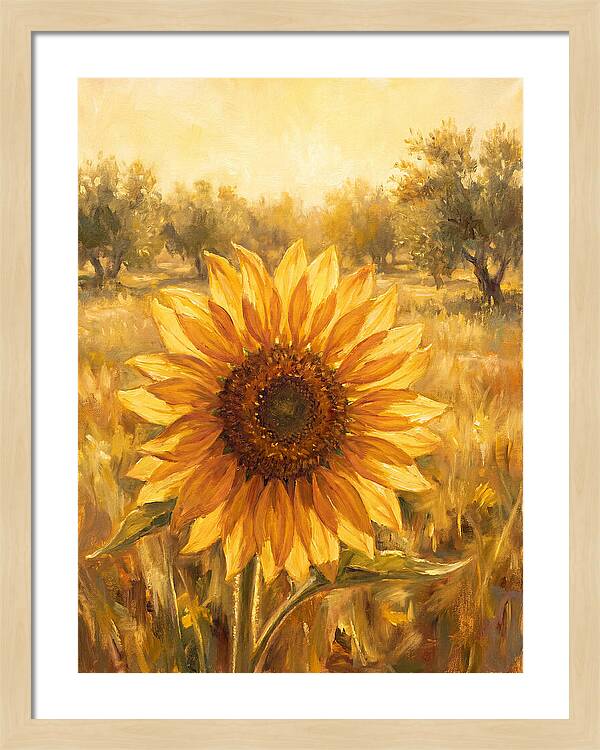 Sunflower In The Mediterranean Sunlight