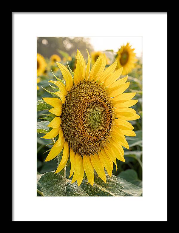 Sunflower Radiance In Bloom