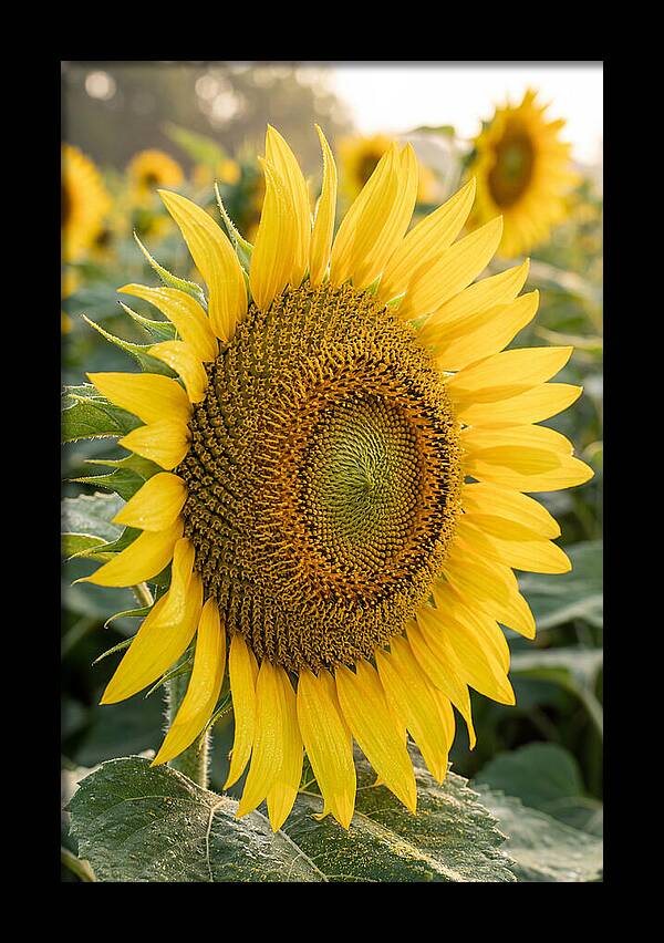 Sunflower Radiance In Bloom