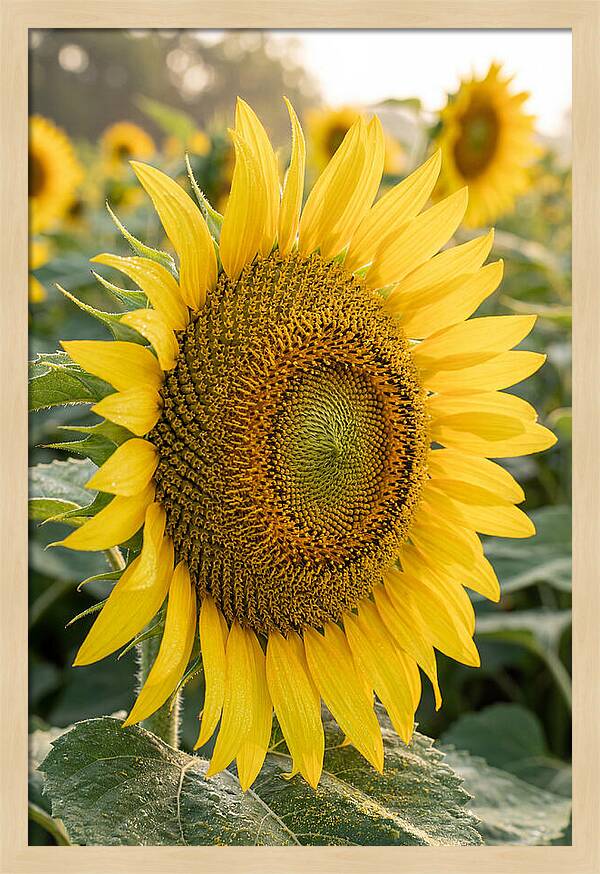 Sunflower Radiance In Bloom
