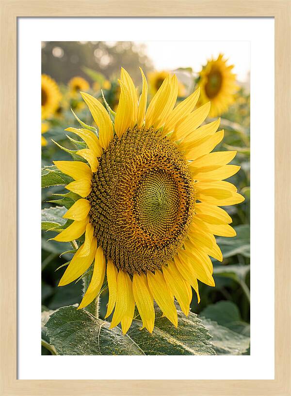 Sunflower Radiance In Bloom