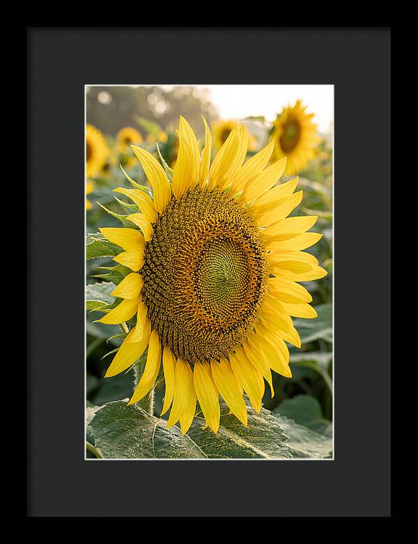 Sunflower Radiance In Bloom