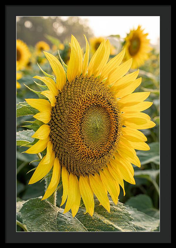 Sunflower Radiance In Bloom