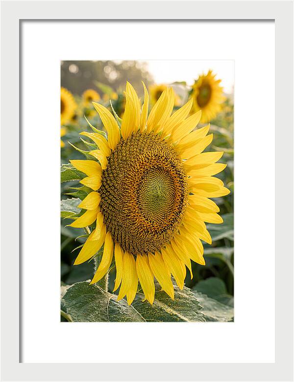 Sunflower Radiance In Bloom