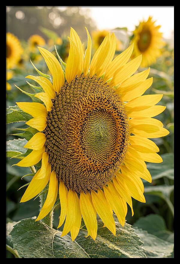 Sunflower Radiance In Bloom