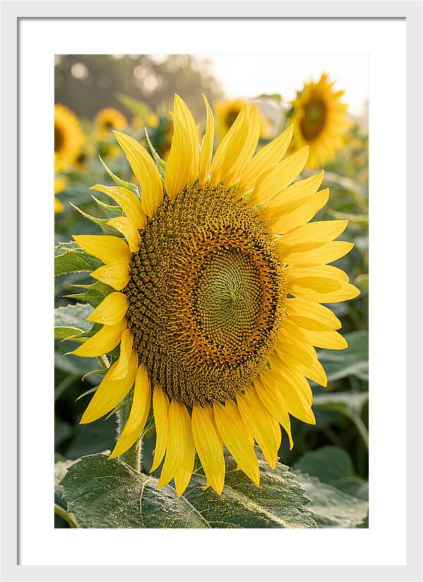 Sunflower Radiance In Bloom
