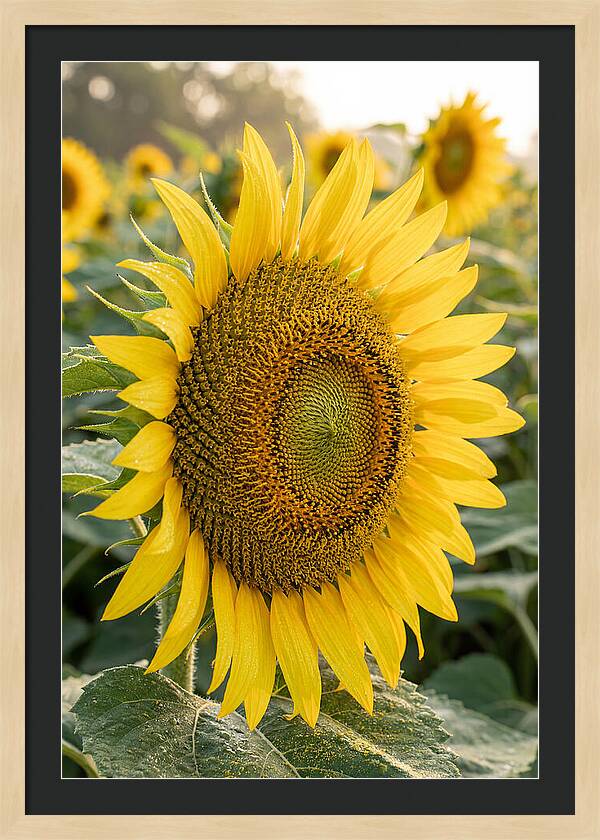 Sunflower Radiance In Bloom