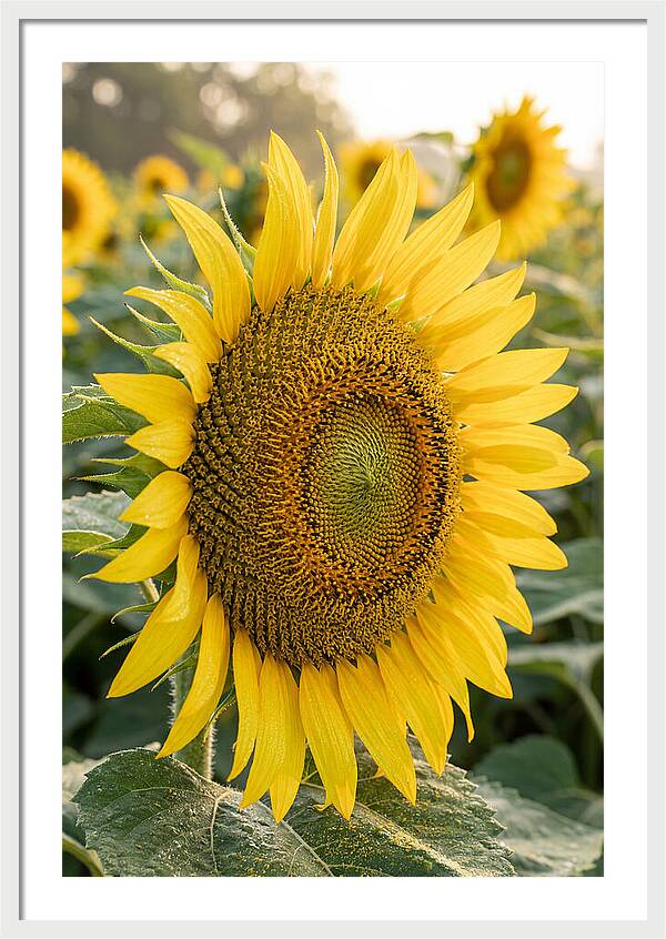 Sunflower Radiance In Bloom