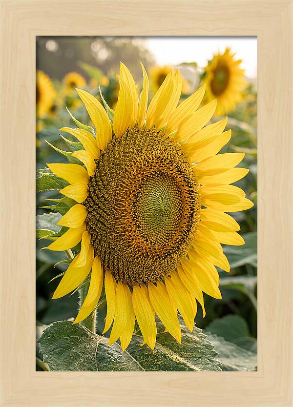 Sunflower Radiance In Bloom