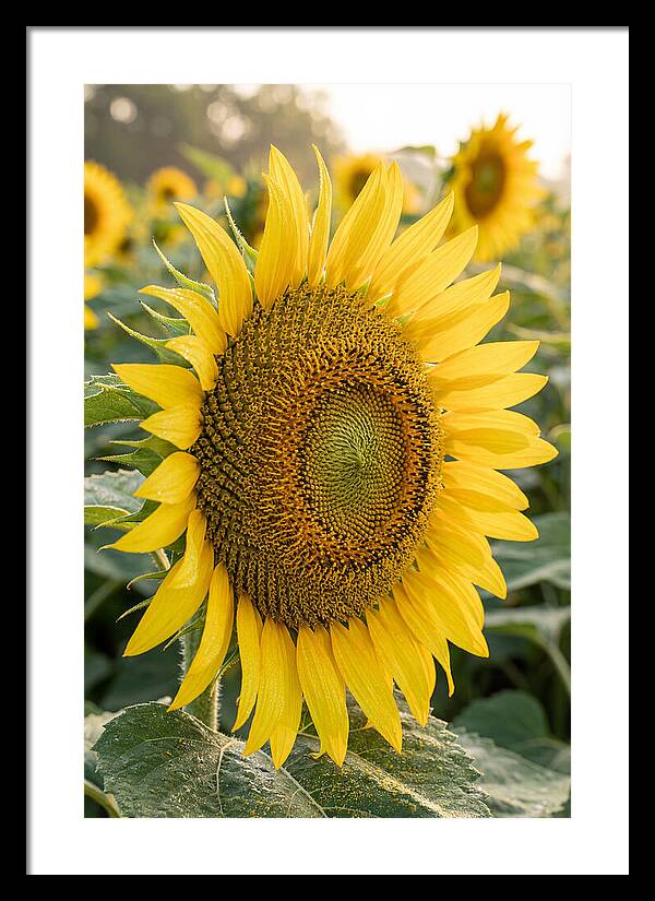 Sunflower Radiance In Bloom